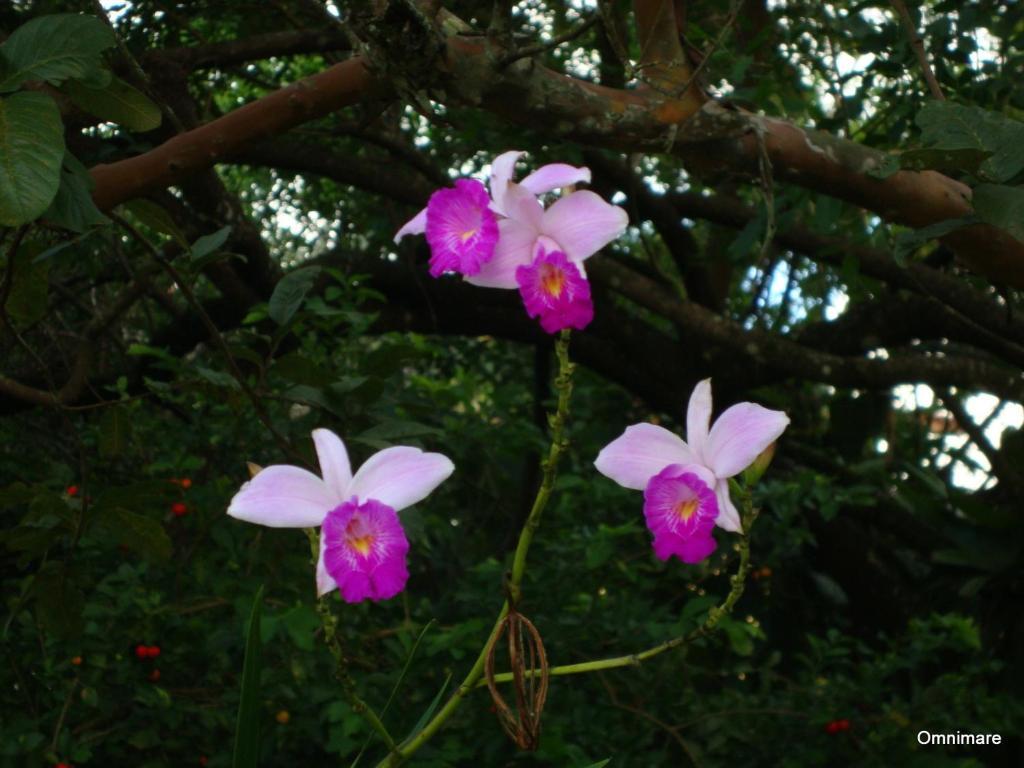 Pousada Omnimare Ubatuba Esterno foto